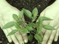 पृथ्वी पर प्लास्टिक का शिकंजा: तोड़ने की बारी हमारी