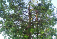 शहर में एक और विलक्षण कल्पवृक्ष का पता चला