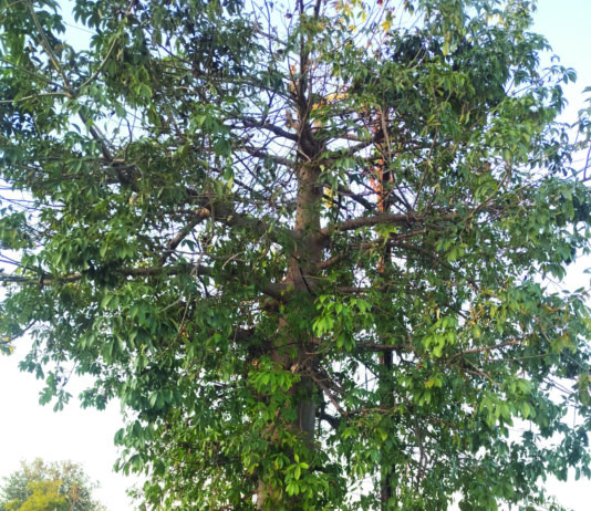 शहर में एक और विलक्षण कल्पवृक्ष का पता चला